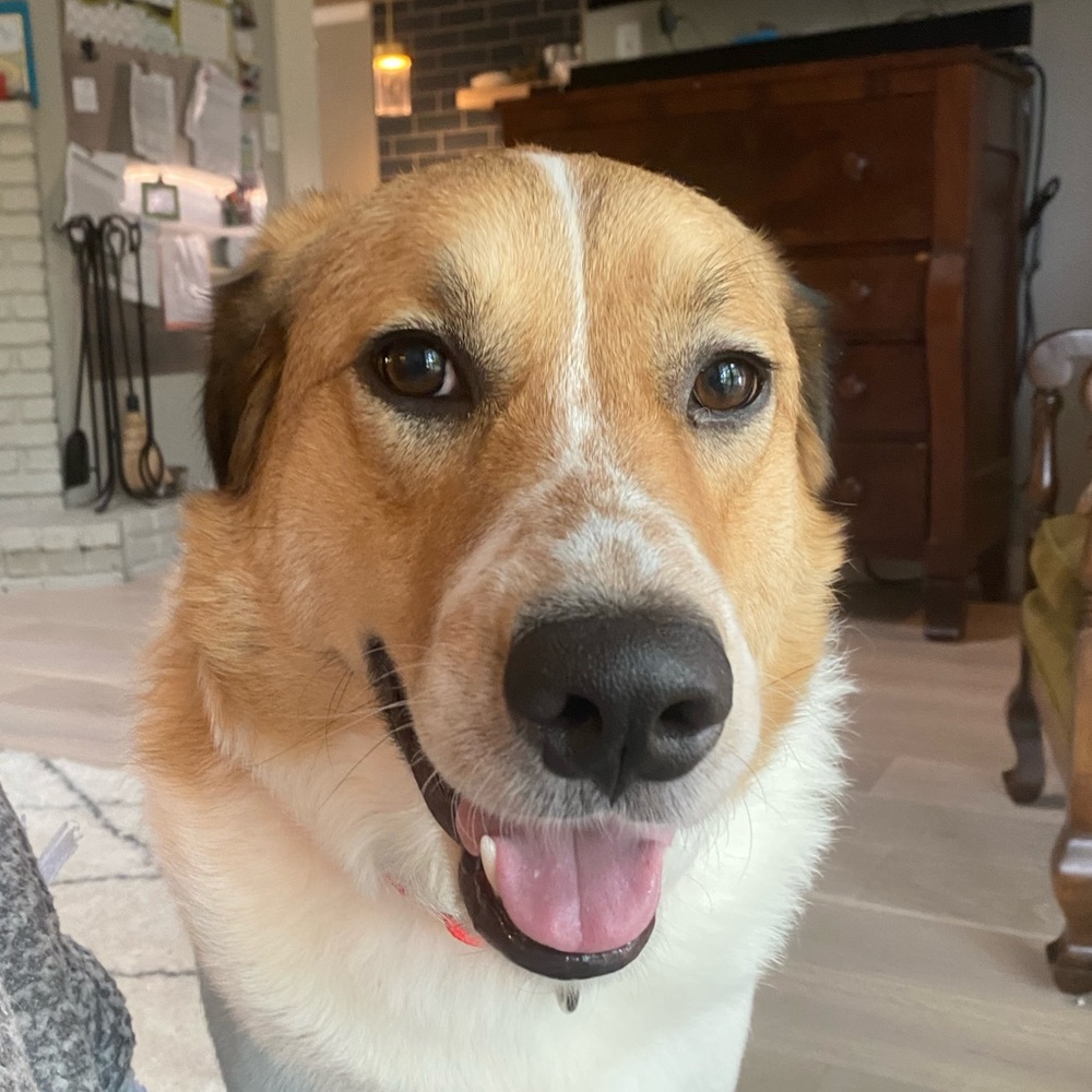 Meet your Posher, Cleo